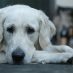 hond bang van luid lawaai