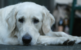 hond bang van luid lawaai