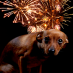 Is je hond bang van vuurwerk
