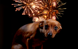Is je hond bang van vuurwerk
