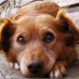 Hond verlatingsangst