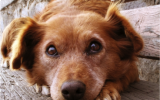 Hond verlatingsangst